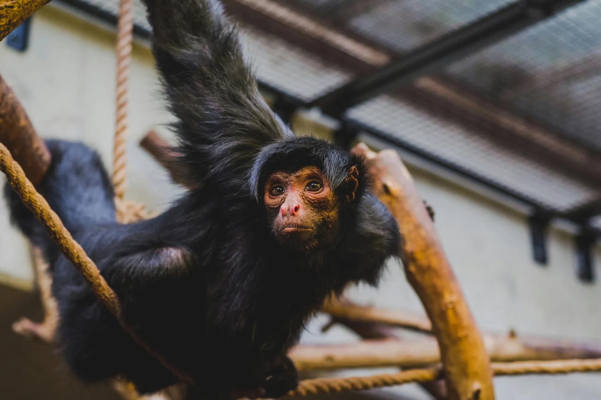 Selective focus of climbing monkey.