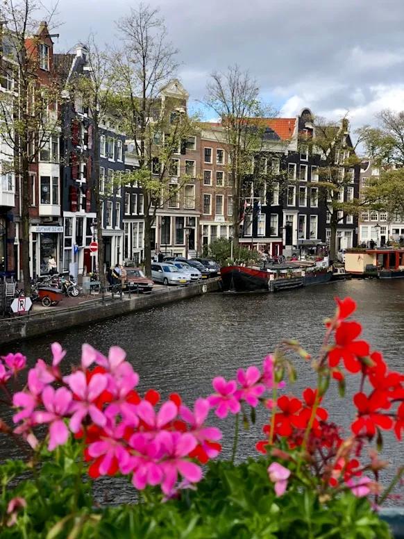 Bright pink flowers in the foreground overlook an Amsterdam canal lined with boats and classic narrow houses under a partly cloudy sky.