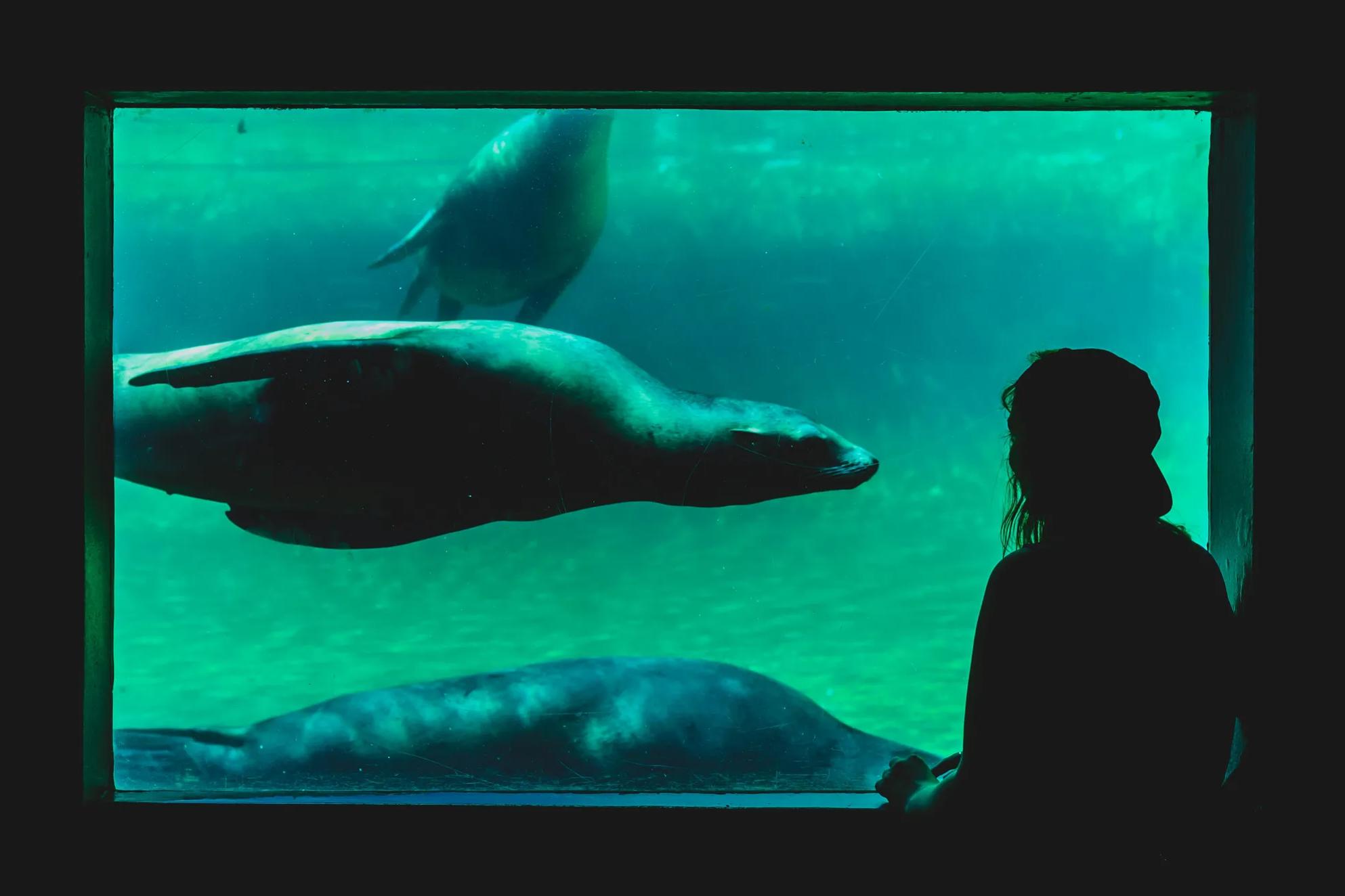 Person looking at sea cow.